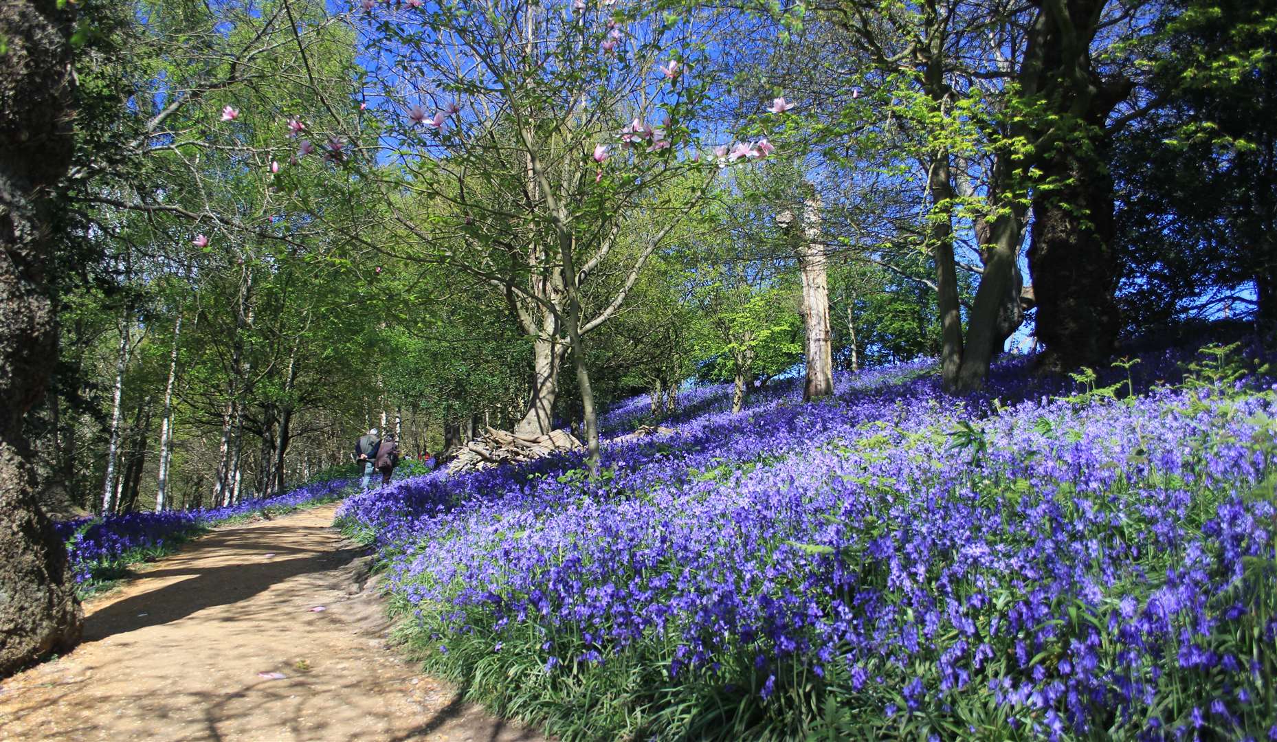 Take a stroll through Kent’s bluebell patches this spring. Picture: Jo Hatcher / National Trust Images