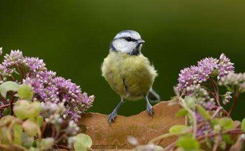 People are being invited to get involved in the morning birdwatch