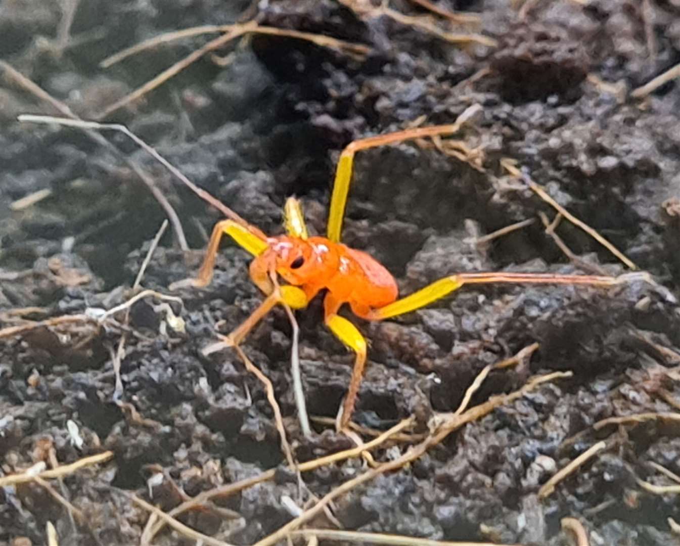 The Assassin Bug