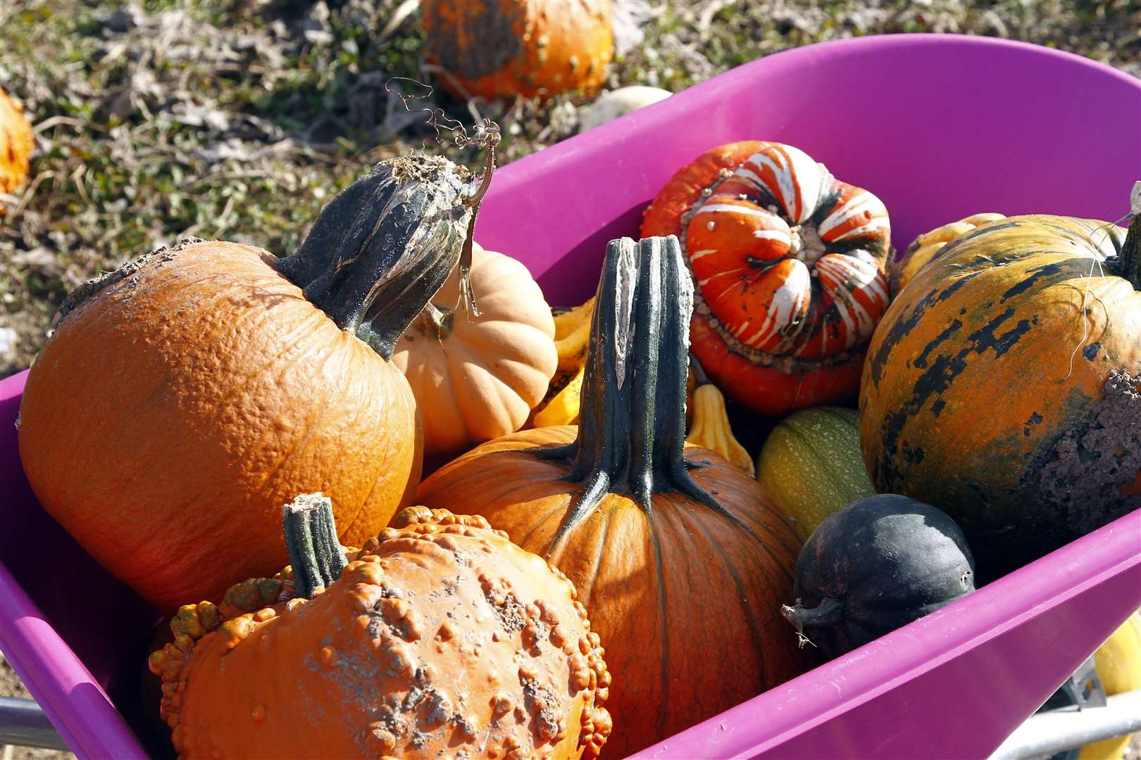 Take the kids to pick a pumpkin ahead of Halloween
