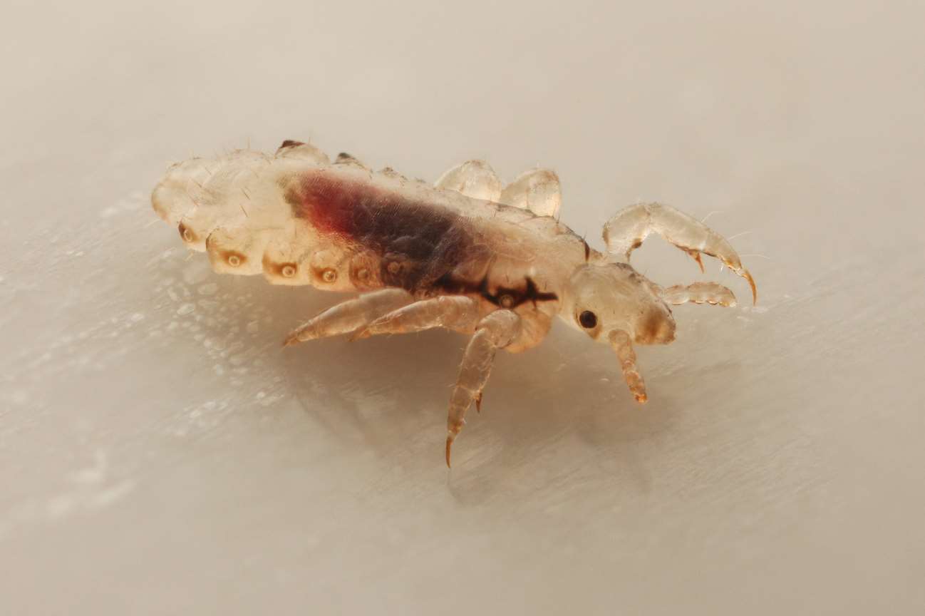 Head lice are wingless insects spending their entire life on the human scalp and feeding exclusively on human blood