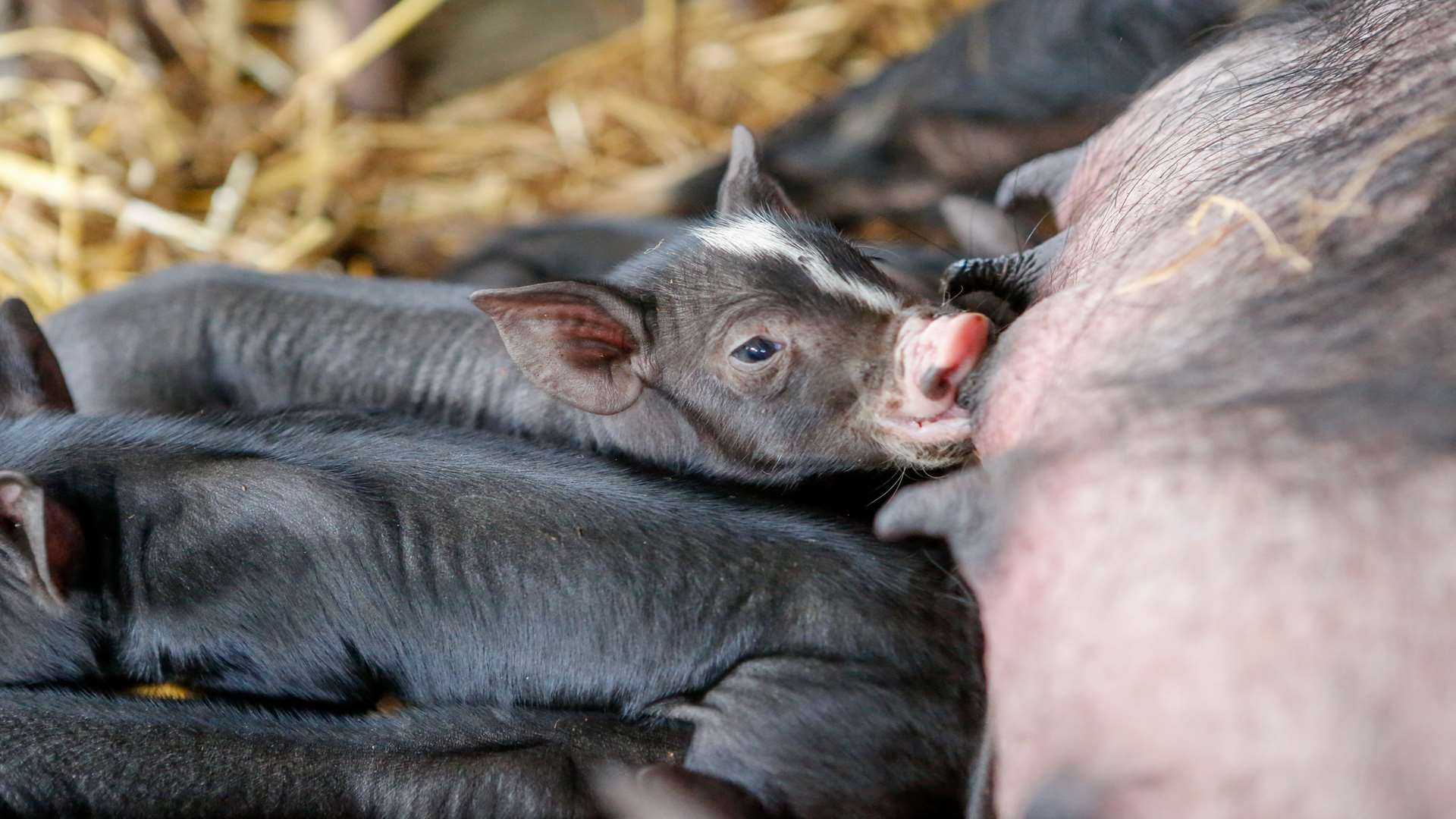 Meet piglets and see pig racing at Lake Farm near Maidstone this weekend. Picture: Matthew Walker