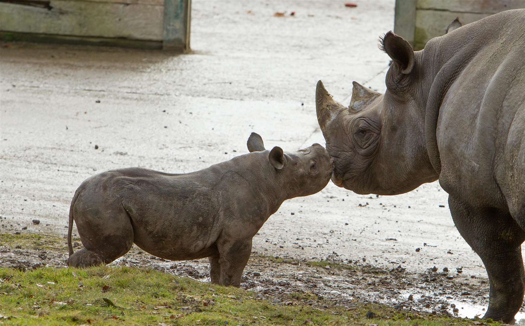 Take your babies to the zoo with the Kids Go Free offer