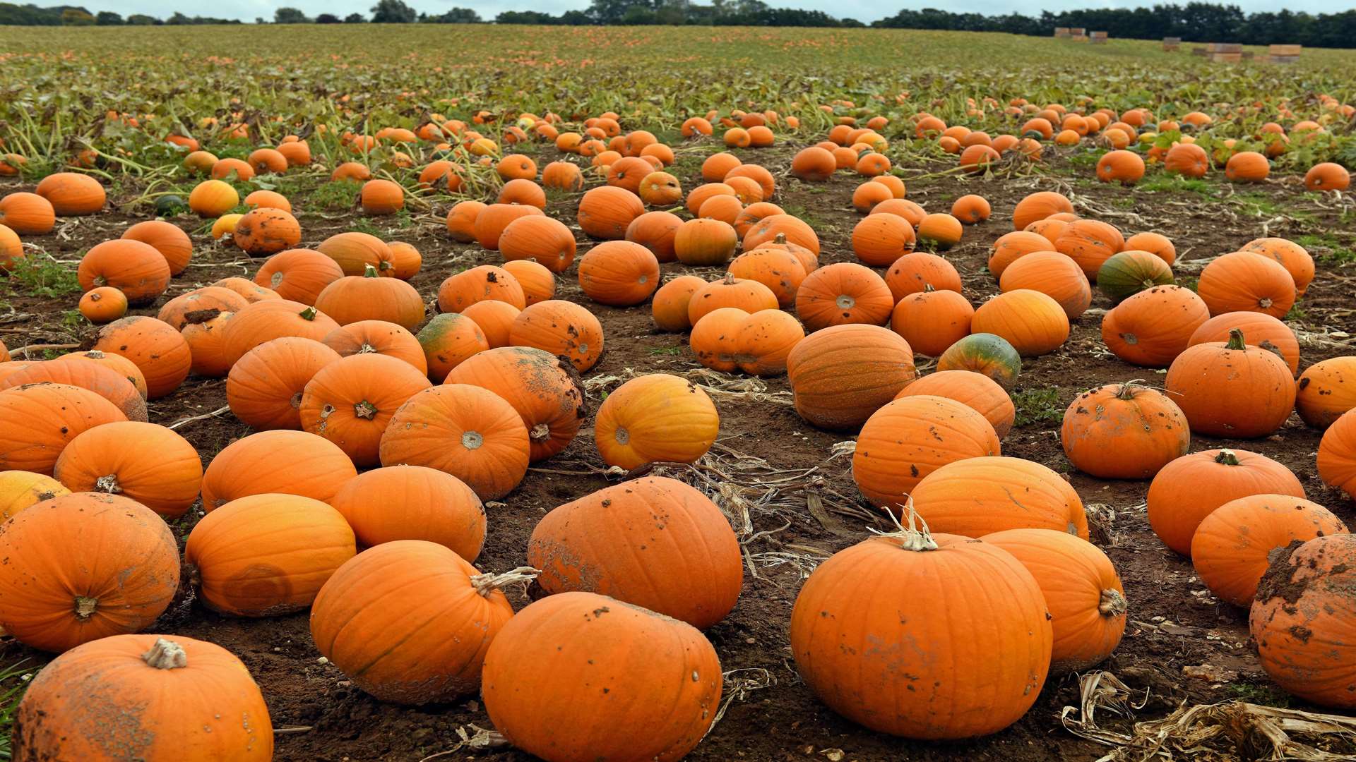 It's almost pumpkin-carving time