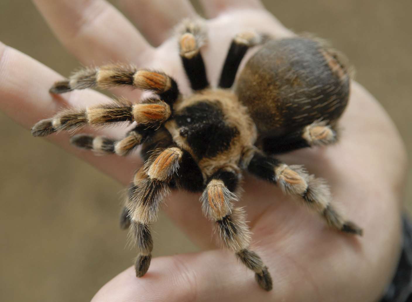 The war hero wants to hold a tarantula