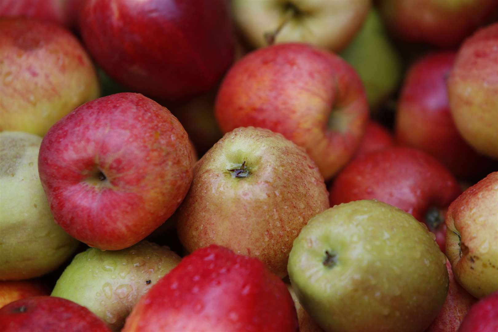 Enjoy apple pressing in Kent