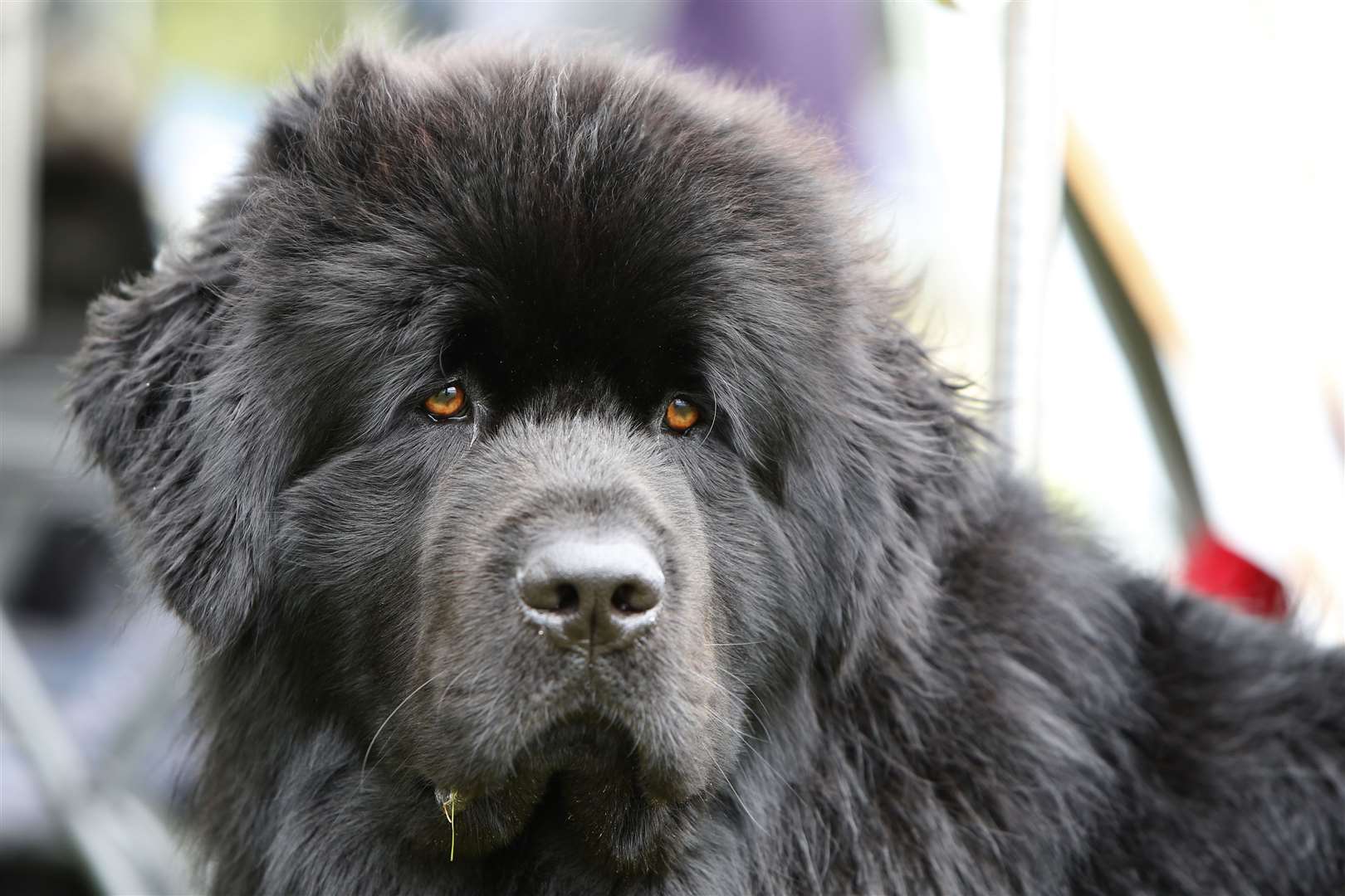 There will be lots of four-legged friends to meet at the fun day