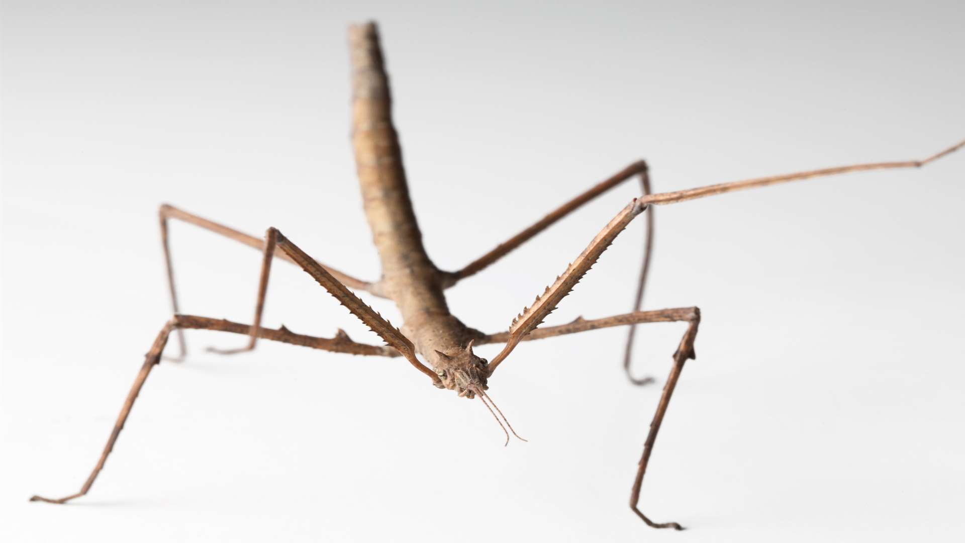 Get up close to a stick insect