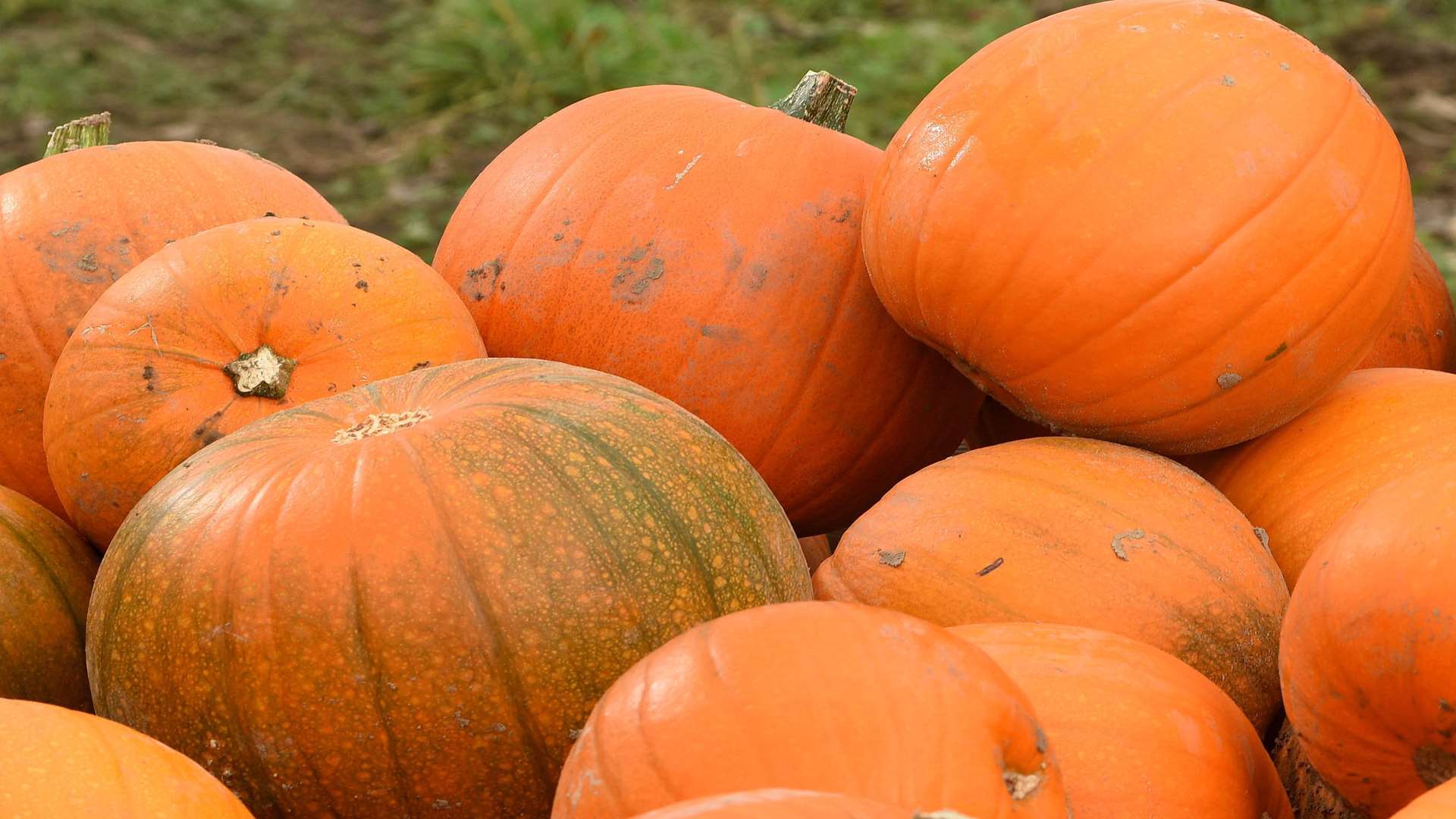 Why not go pumpkin picking?