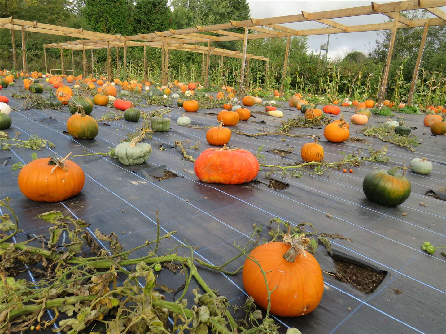 Spadework's pumpkin patch ready to welcome families