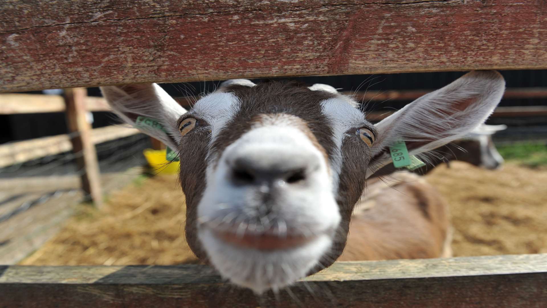 A goat at Kent Life