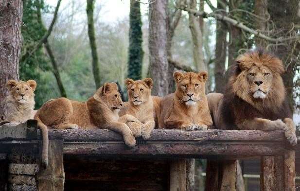Howletts and Port Lympne won't reopen during the current January lockdown