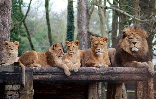 Howletts and Port Lympne won't reopen during the current January lockdown