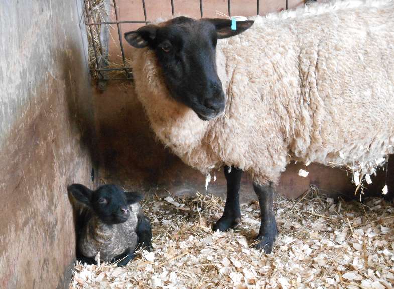 Visiting during spring comes with the added bonus of meeting all the newly-born lambs