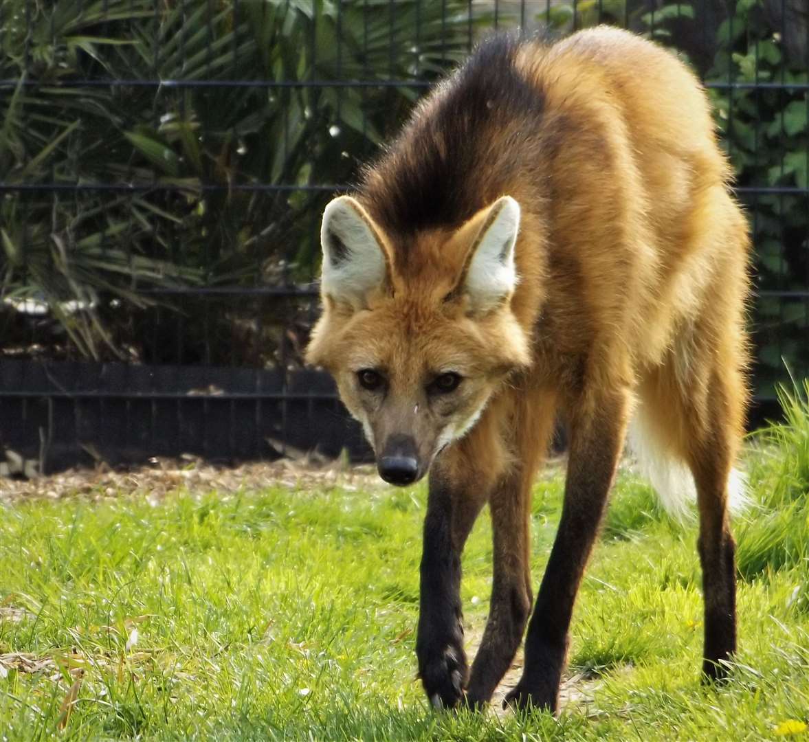 Sandwich Wildlife Park has had to close due to the pandemic