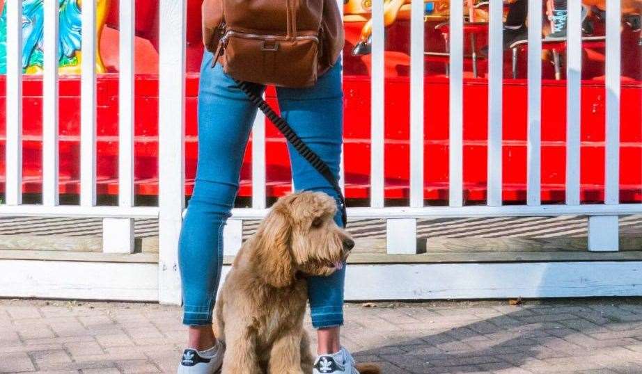 The event includes stallholders selling dog treats and accessories. Picture: Dreamland