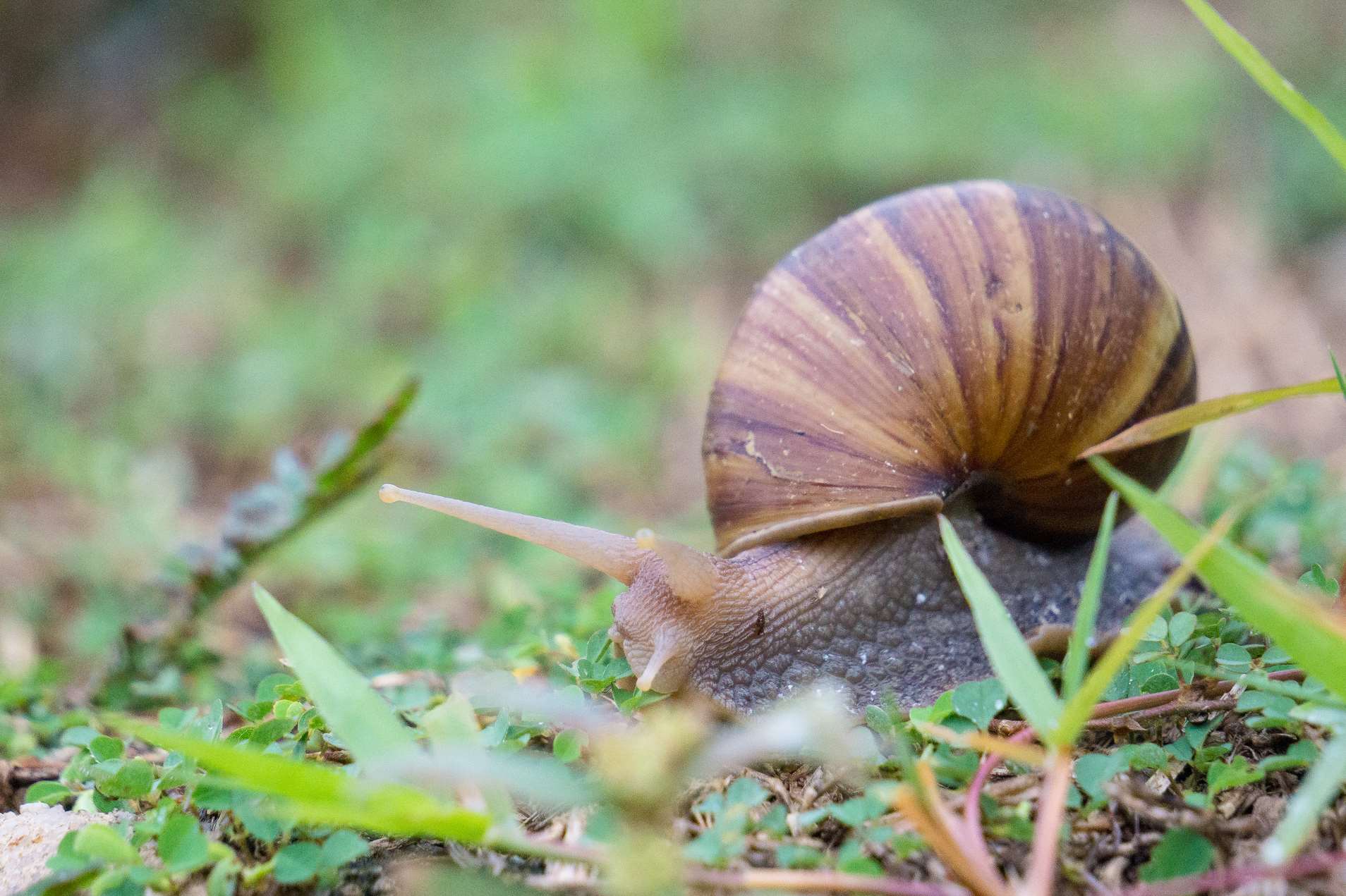 A land snail