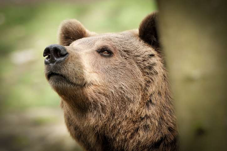 Brown bear. Picture: GettyImages