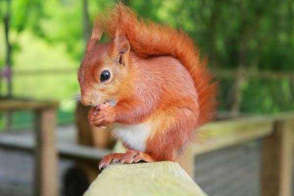 Red squirrels pictures at Wildwood