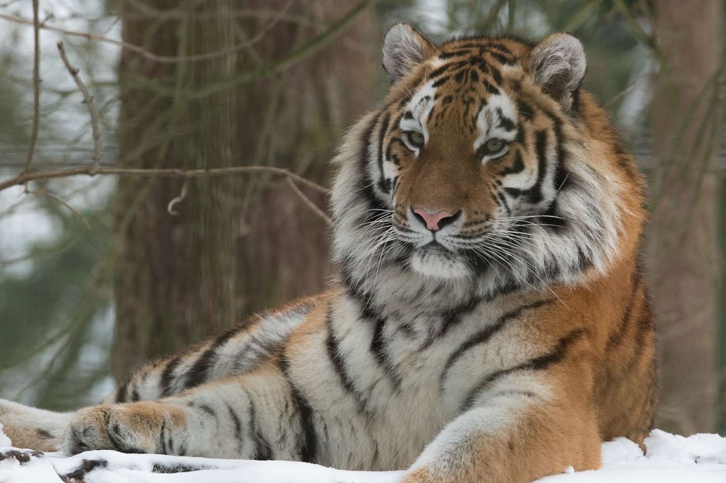 Amur tiger at Port Lympne Reserve