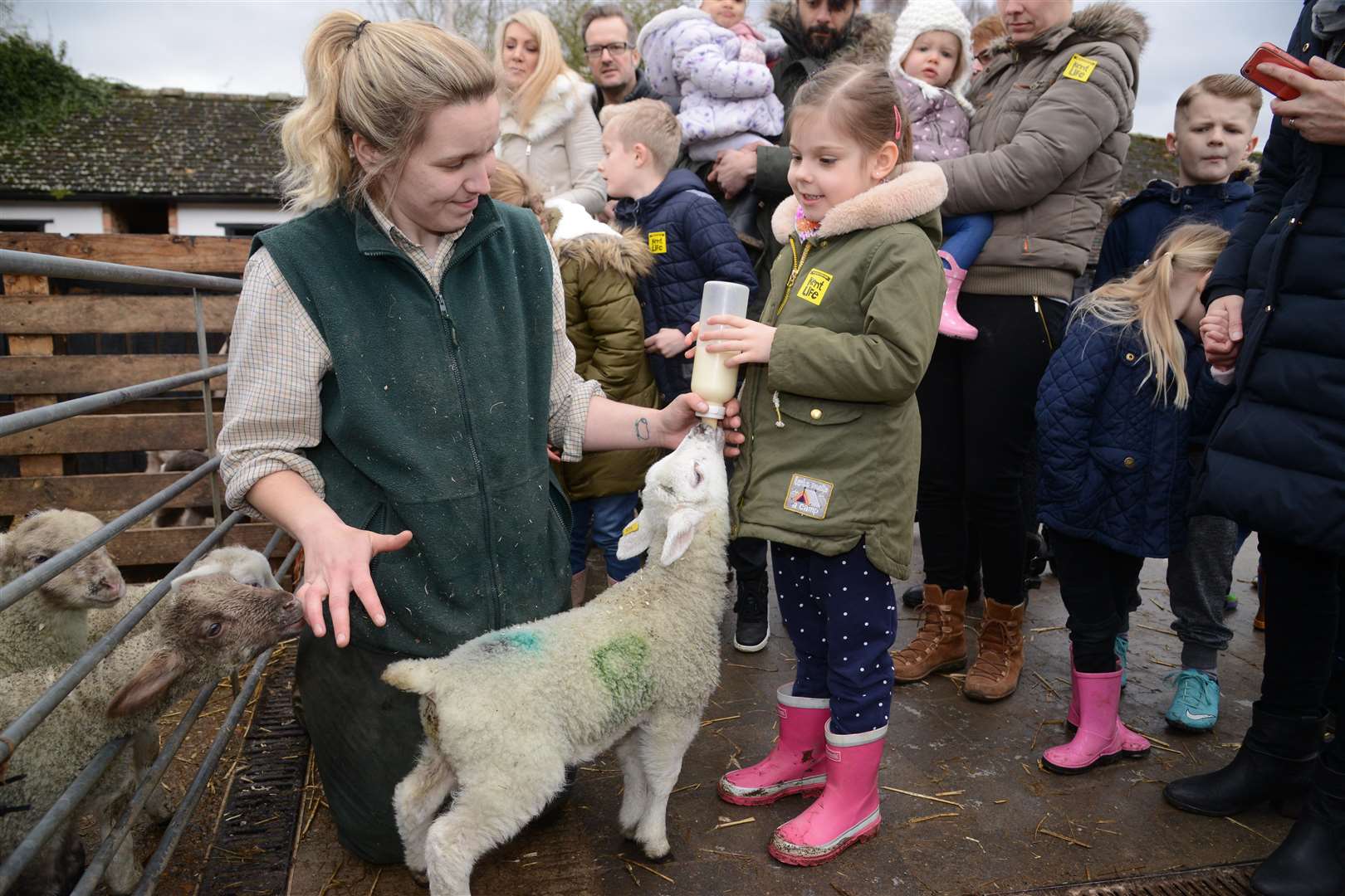 Bottle feeding at Kent Life