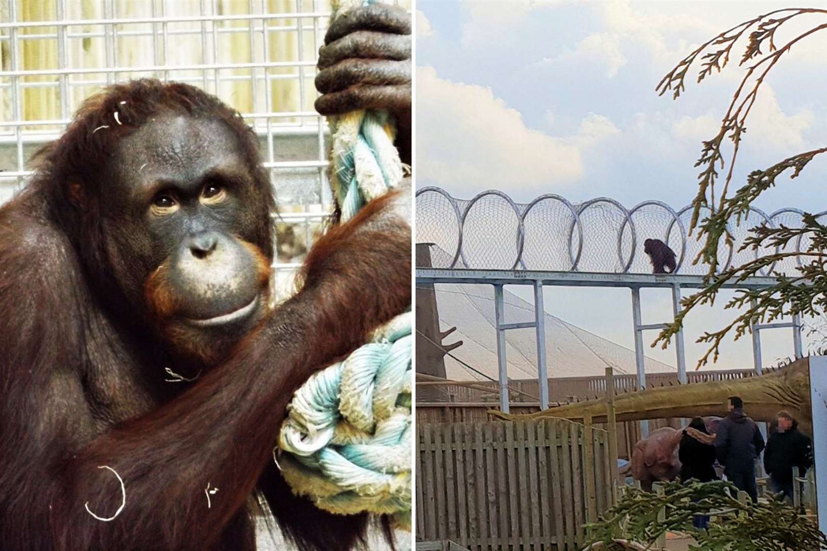 Wingham Wildlife Park has a new orangutan enclosure