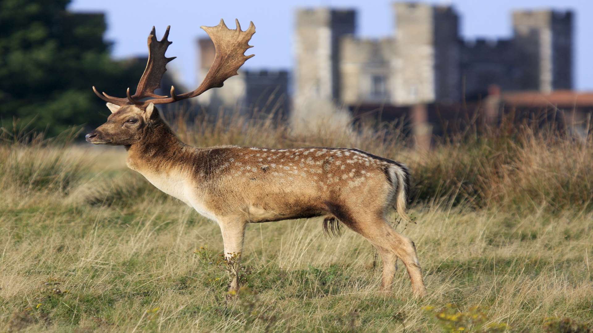 Get to know the locals at Knole Park