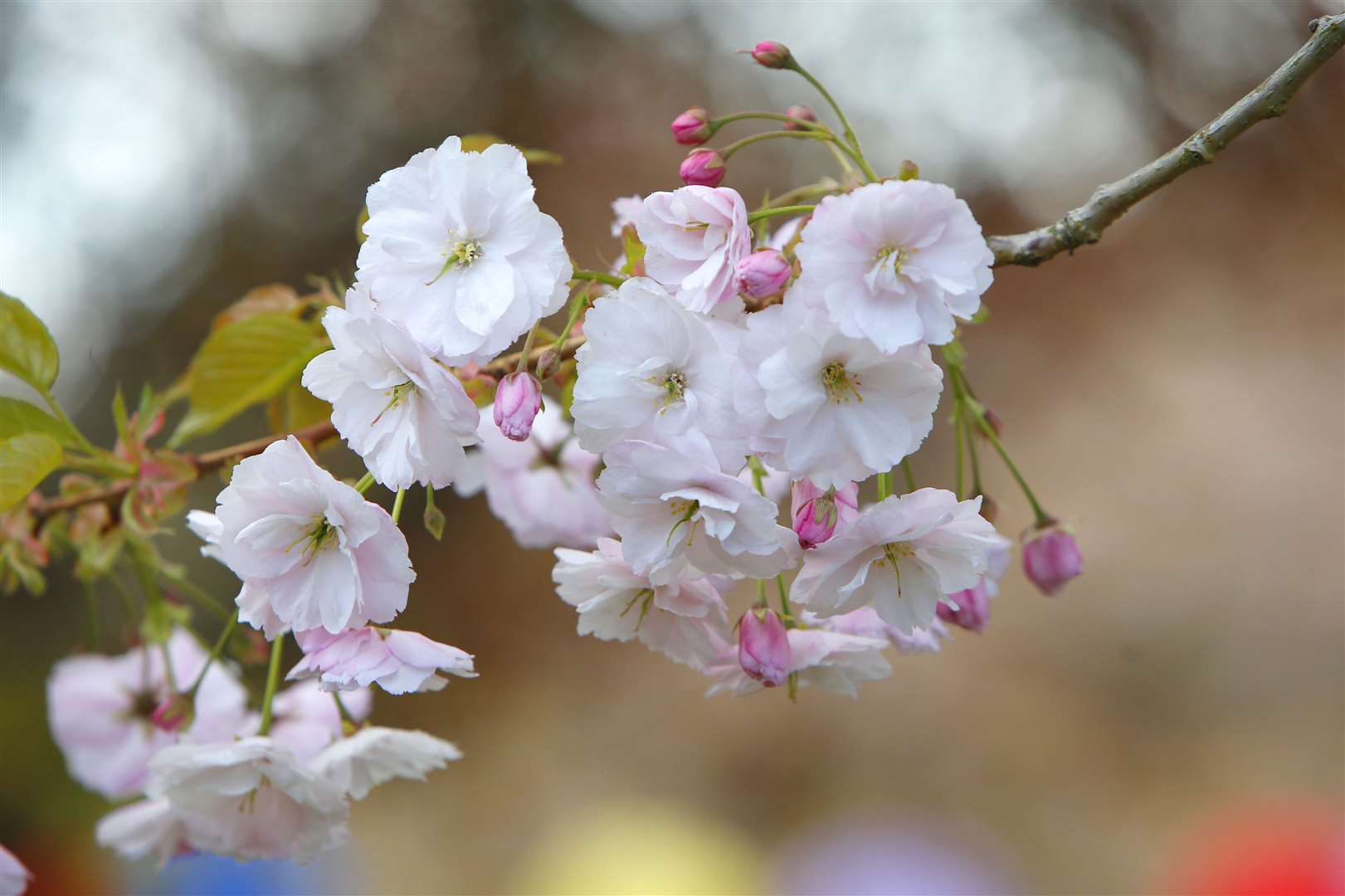 The Hanami festival is normally an Easter fixture for Brogdale Picture: Andy Jones