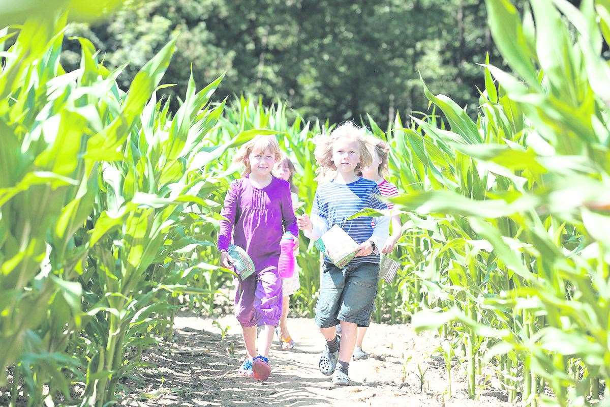 The maze at Penshurst Place is not open this summer