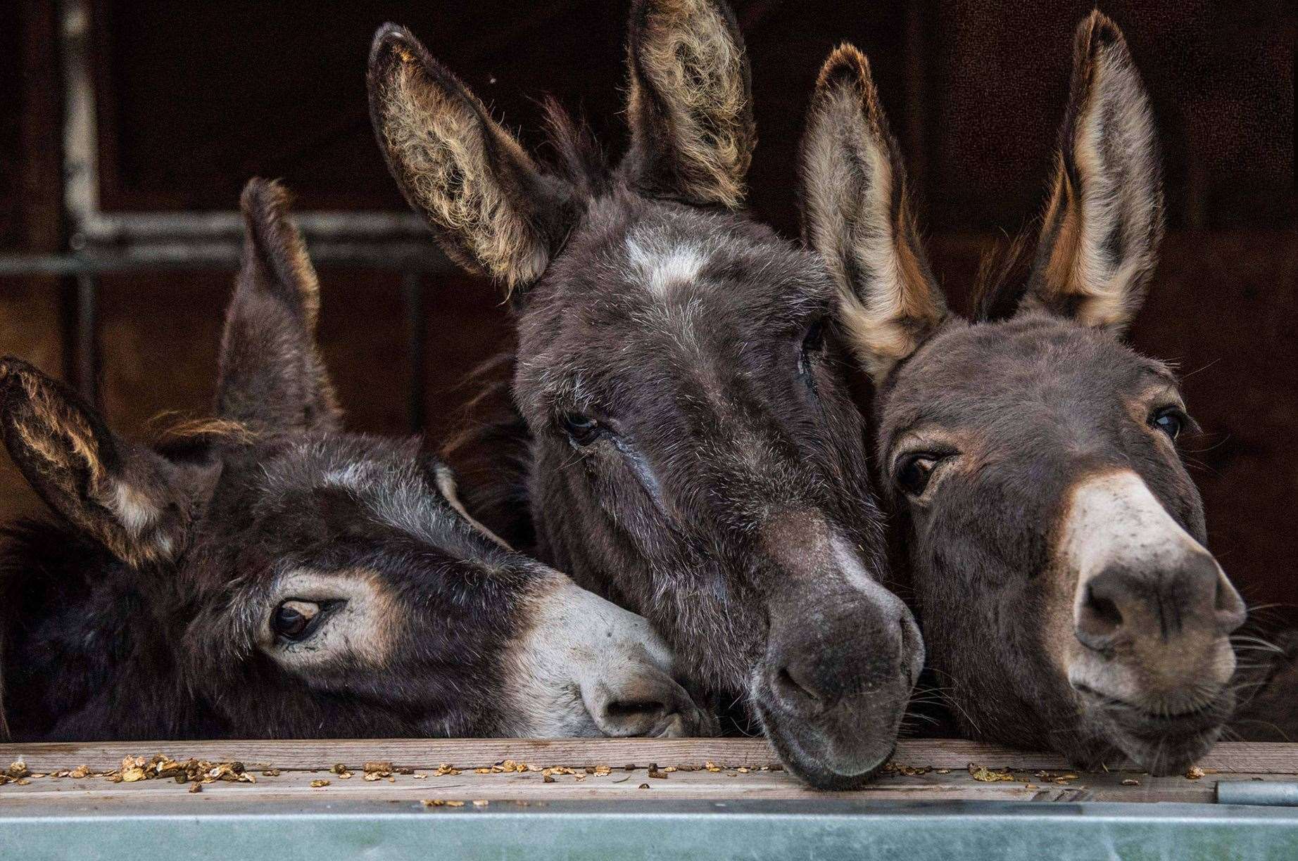 Donkeys in Faversham