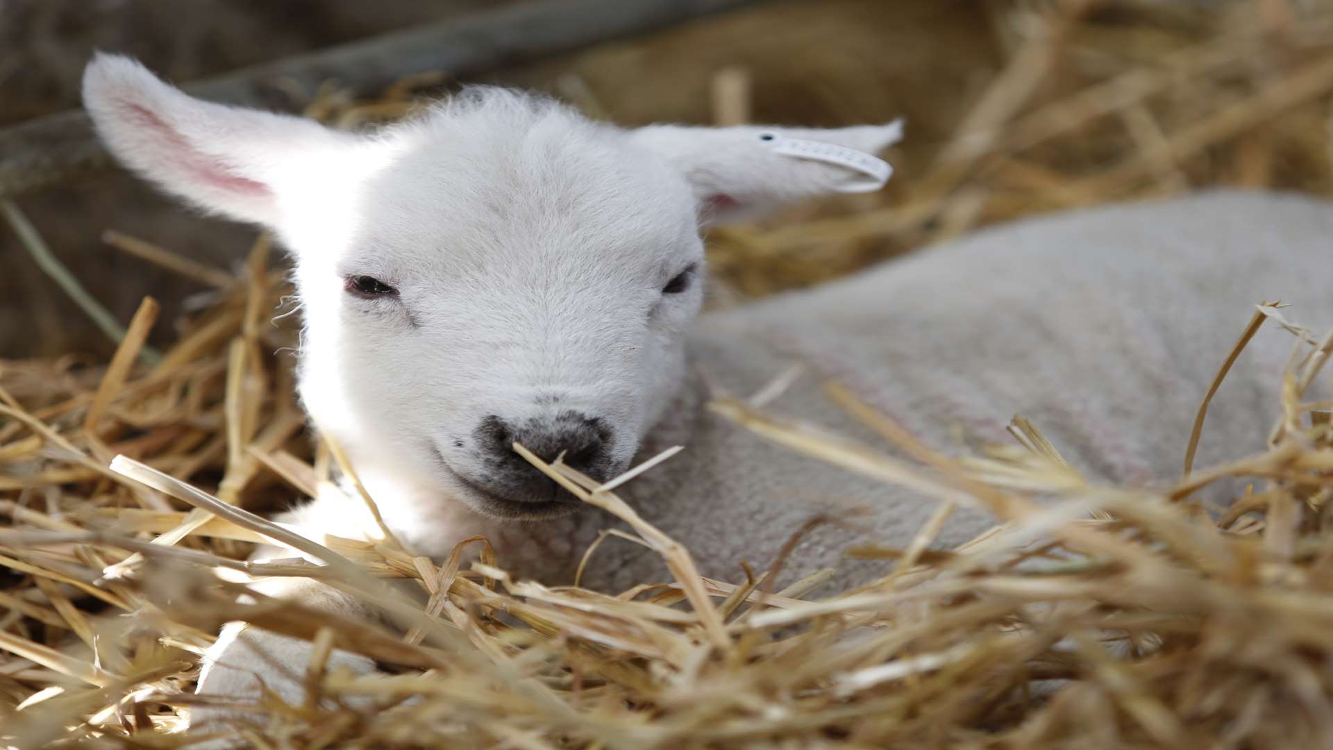 Lambing events include this one at Hadlow College.