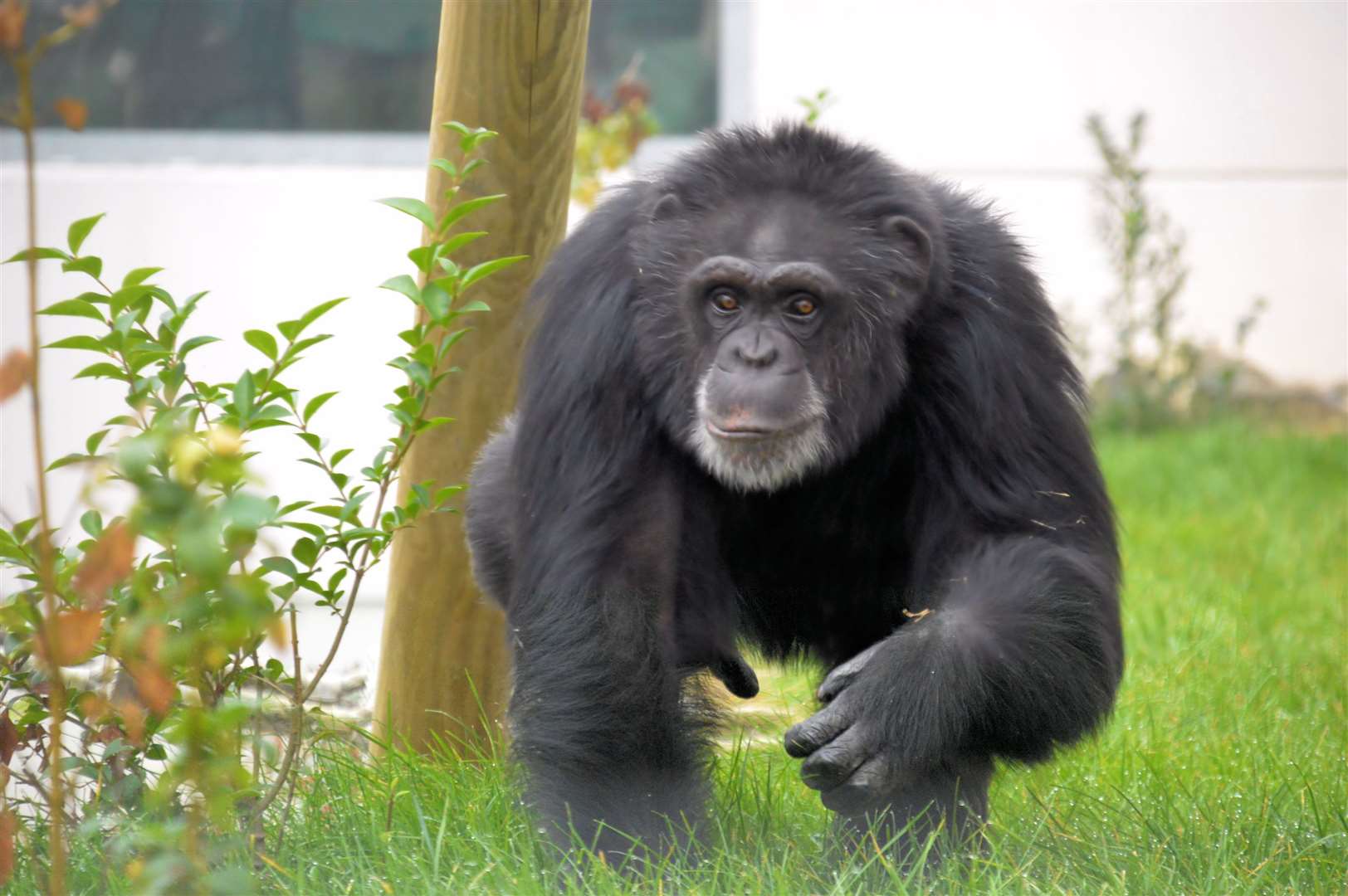 A chimp at Wingham Wildlife Park, which has today banned children's scooters, bikes and skateboards from its site