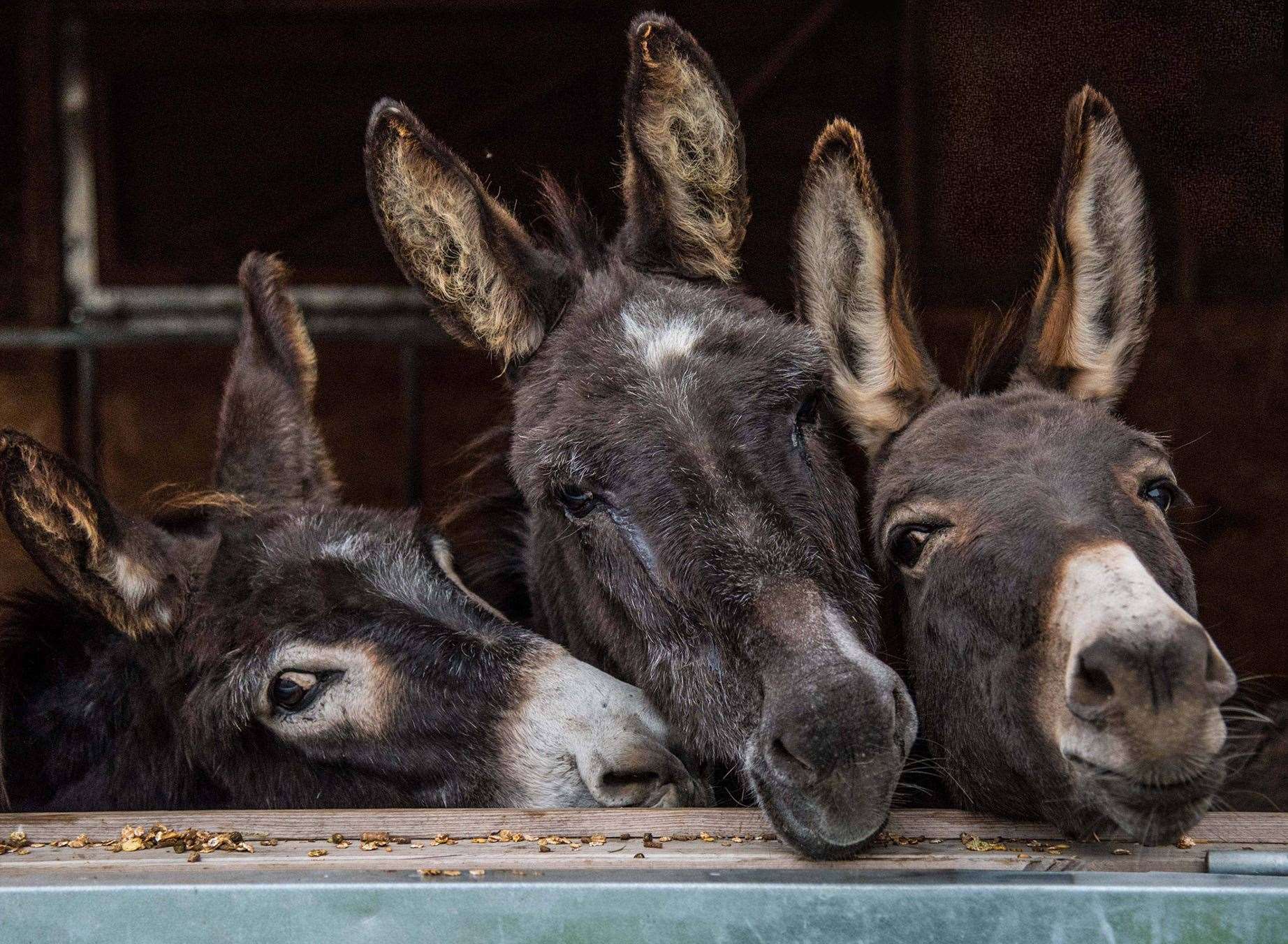 Meet the animals at Happy Endings