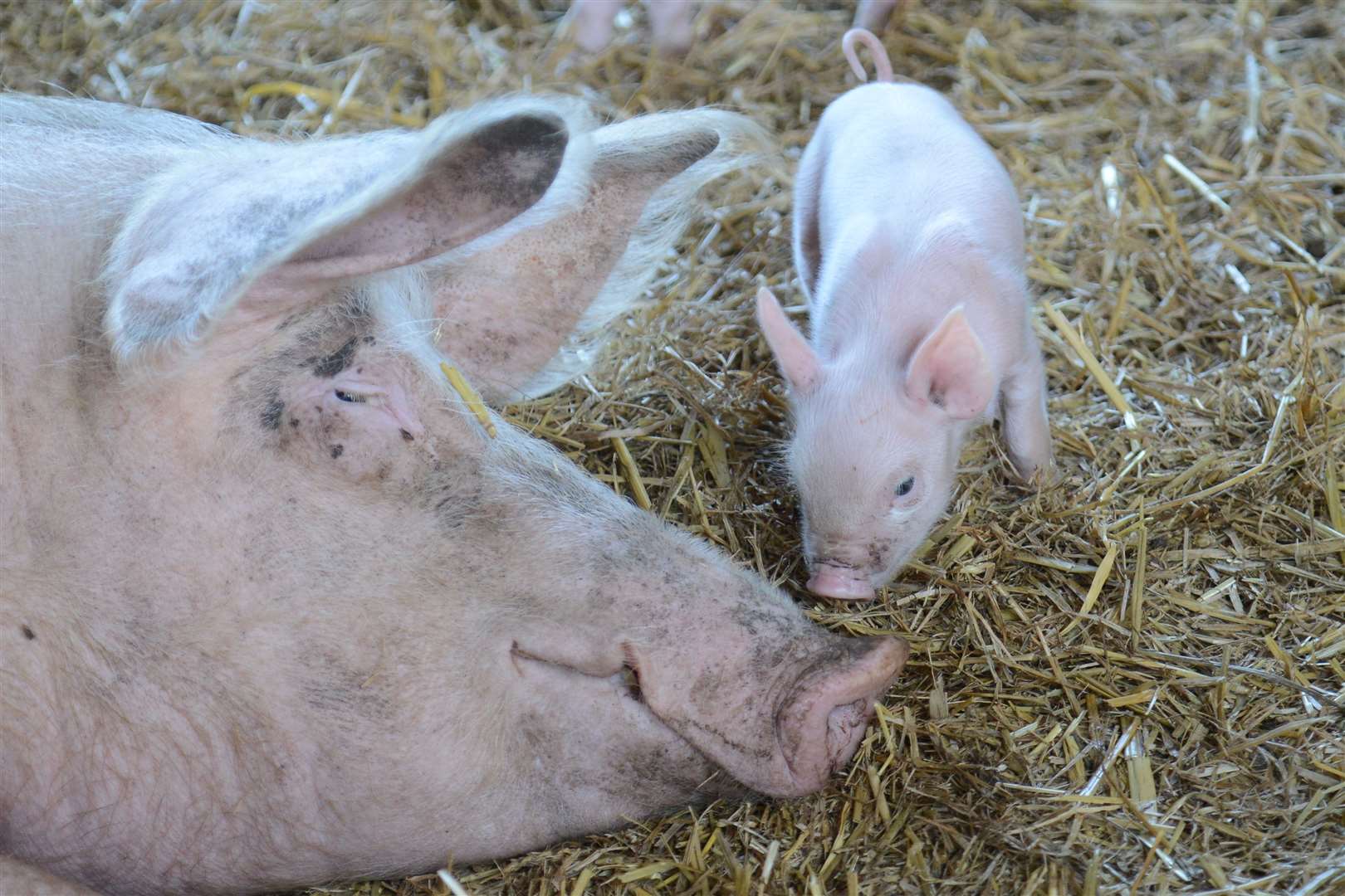 Piglets at last year's event at Hope Farm