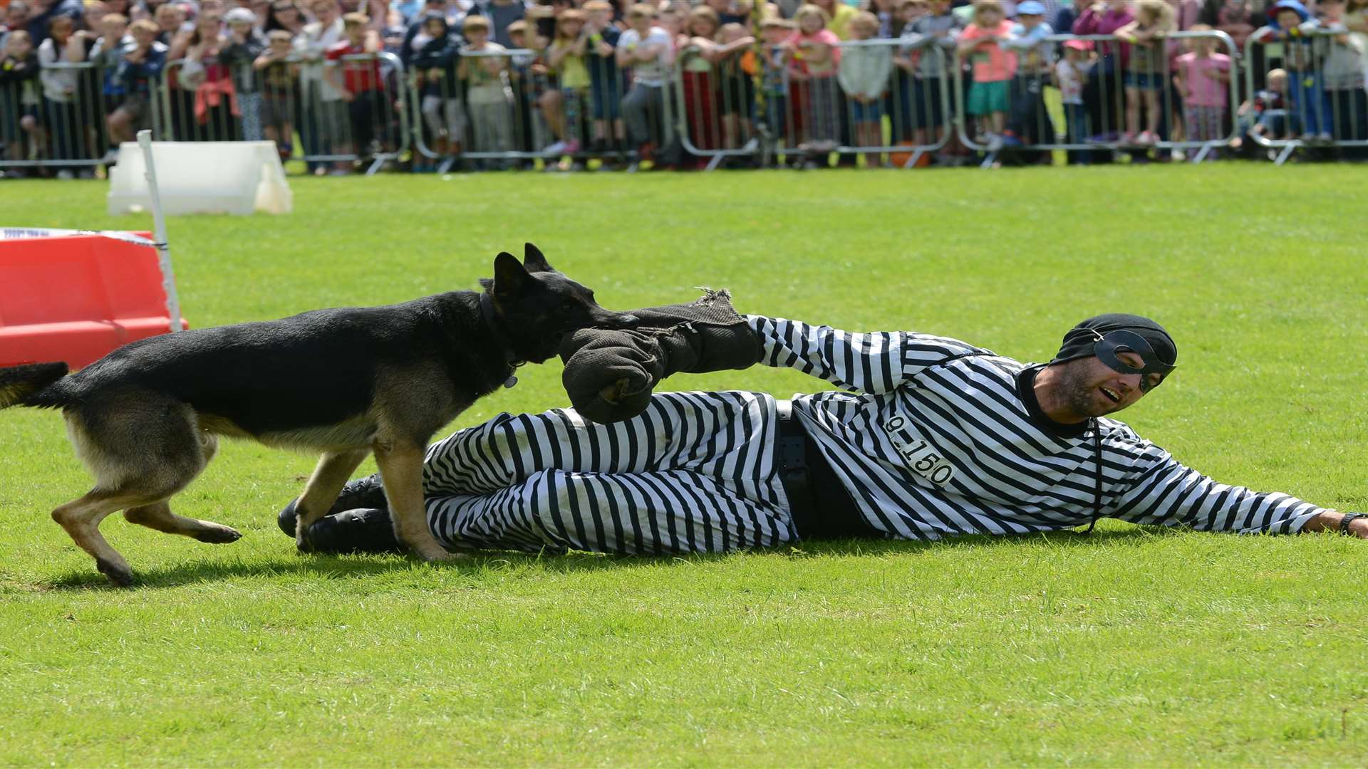 A police dog demonstration at last year's Kent Police open day Picture: Gary Browne