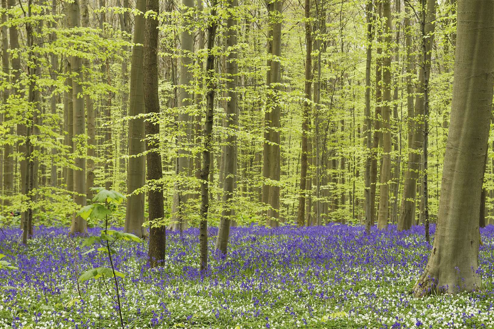 This time of year is when bluebells are at their best. Picture: iStock