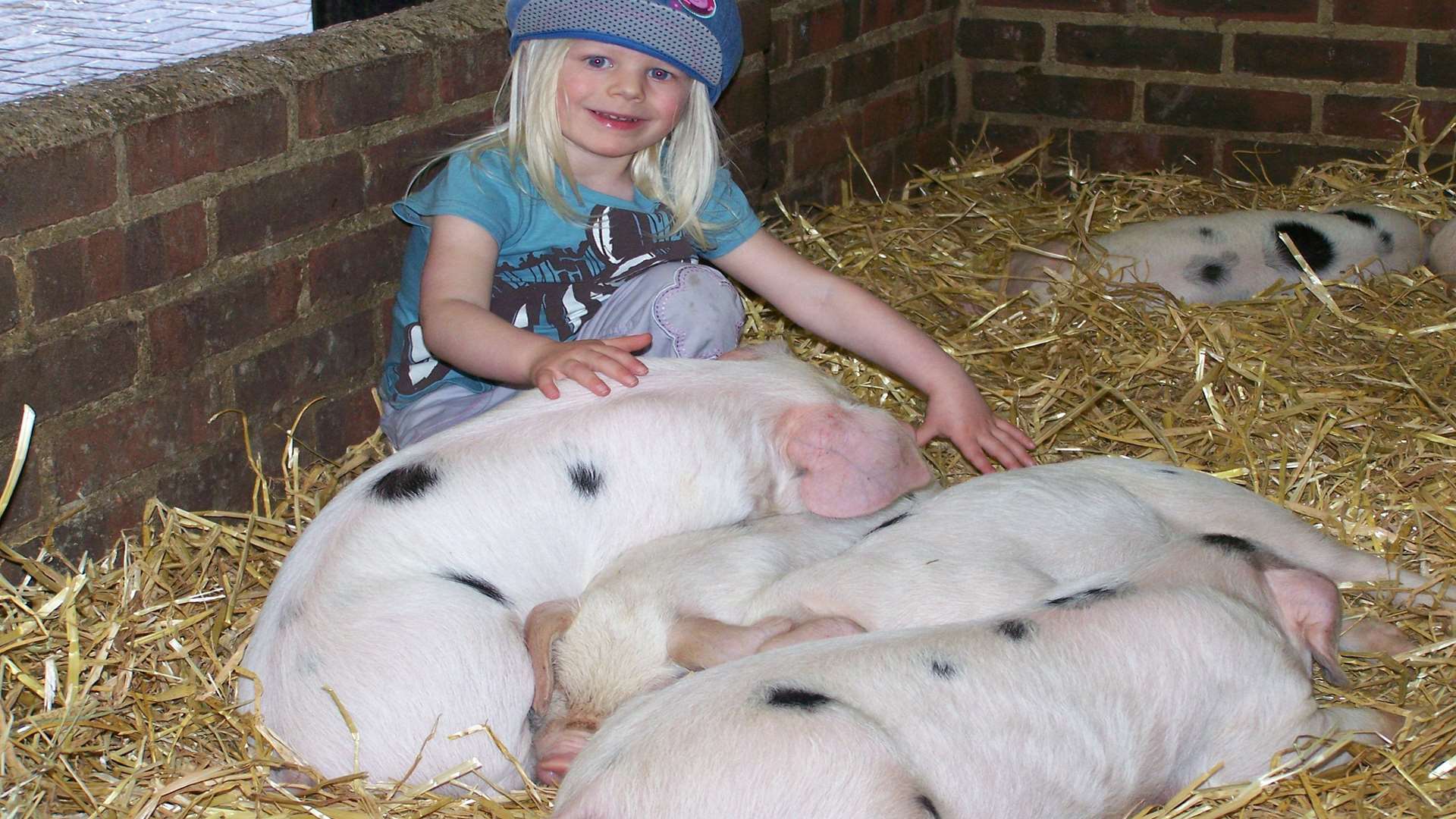 Hay! The Rare Breeds Centre makes a good day out