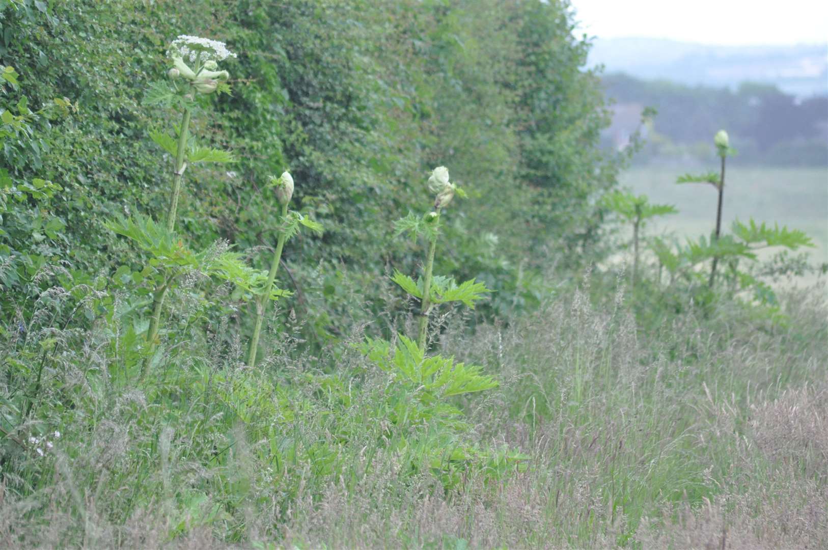 Giant hogweed can cause significant burns if exposed to the skin