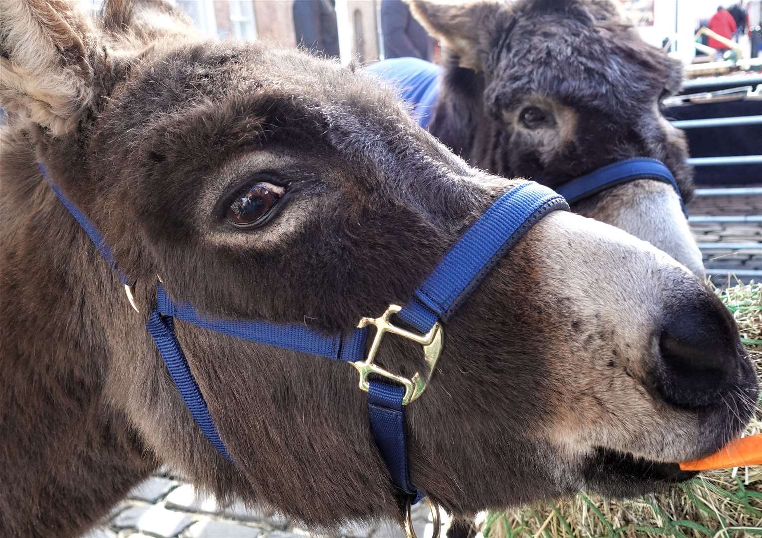 Meet the donkeys in Faversham