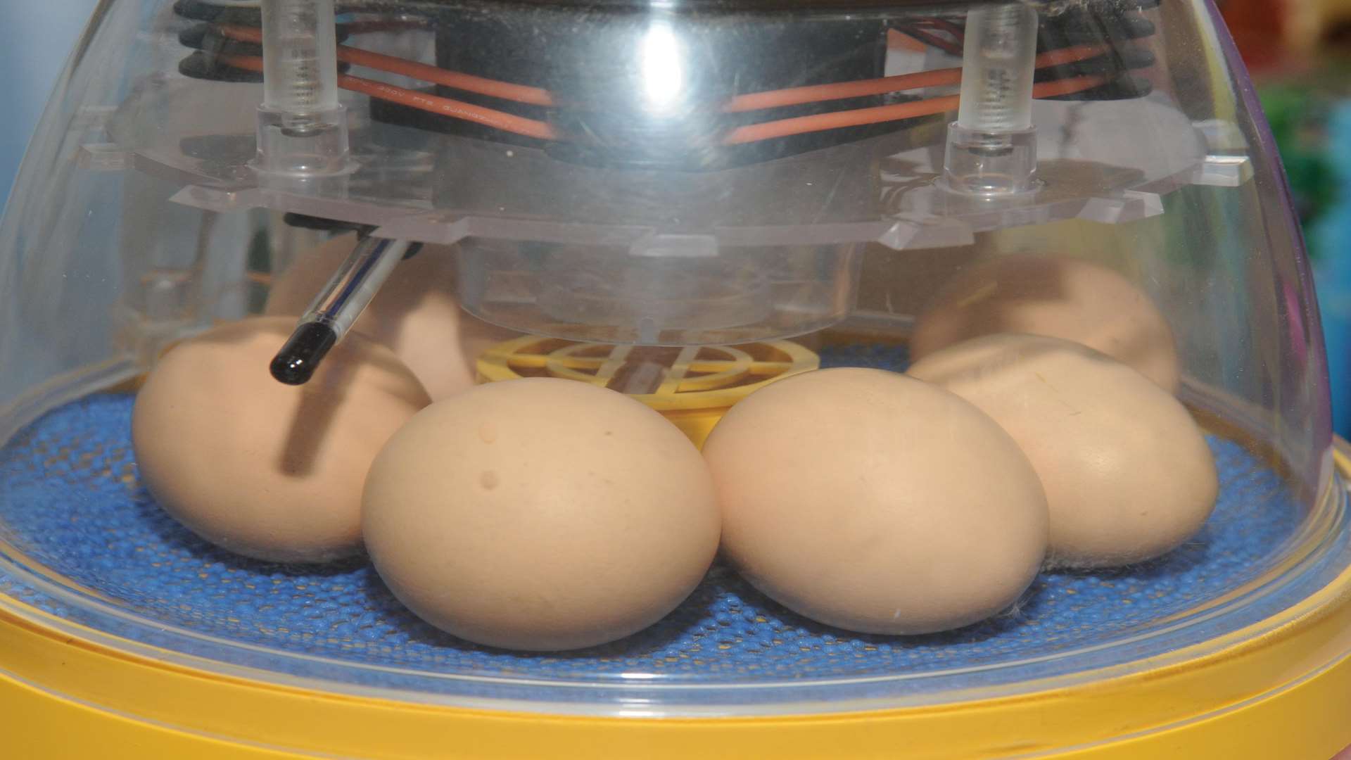 Incubating eggs in a classroom