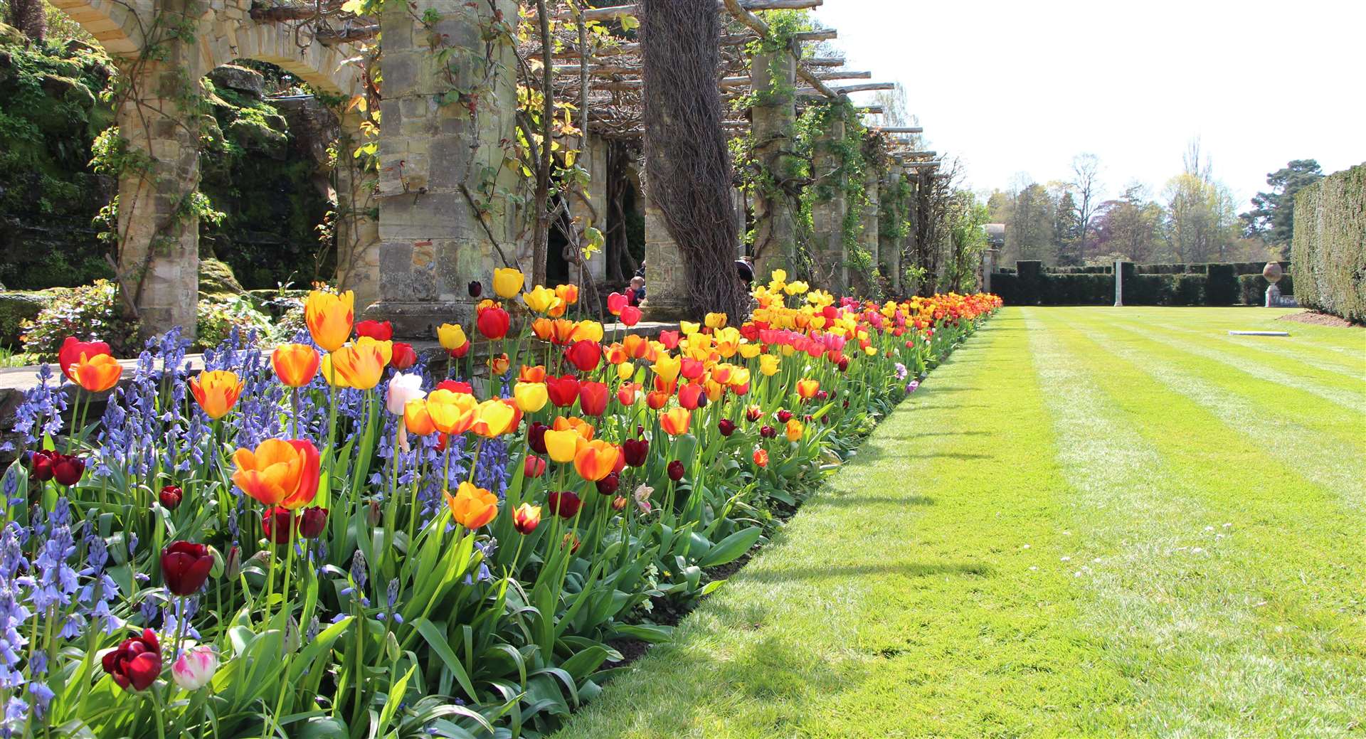 The Tulip Festival will take place at Hever Castle