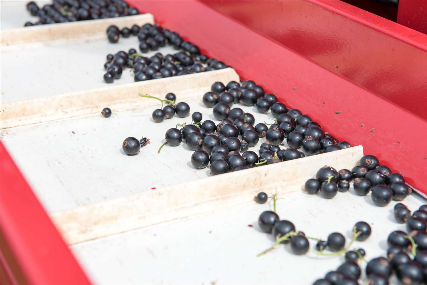 Visitors will be able to see the harvest.
