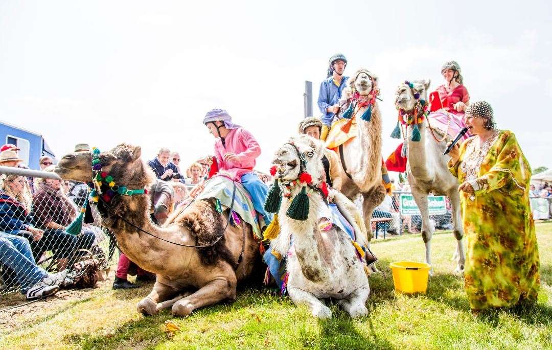 One of the main attractions this year is Joseph's Amazing Camels