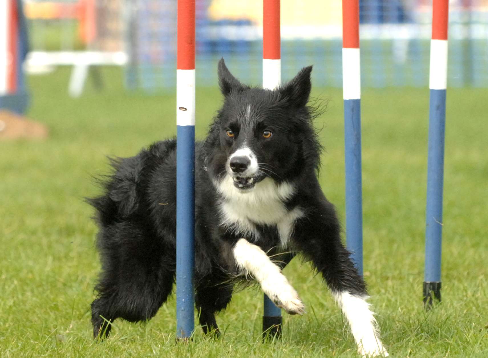 Paws in the Park returns this weekend at the Kent Showground, Detling