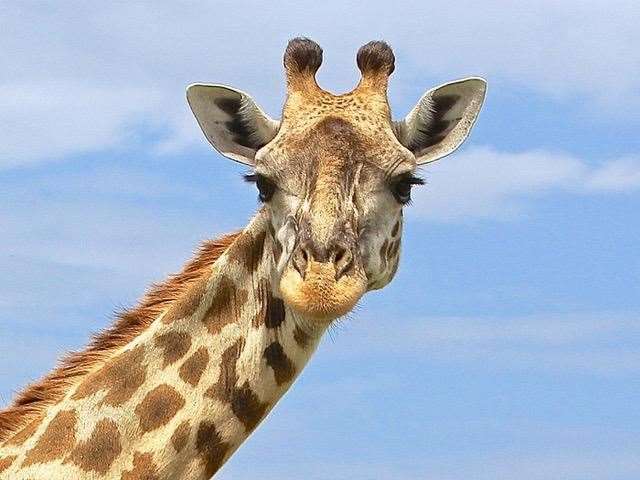 Giraffes are moving into Wingham it has been announced