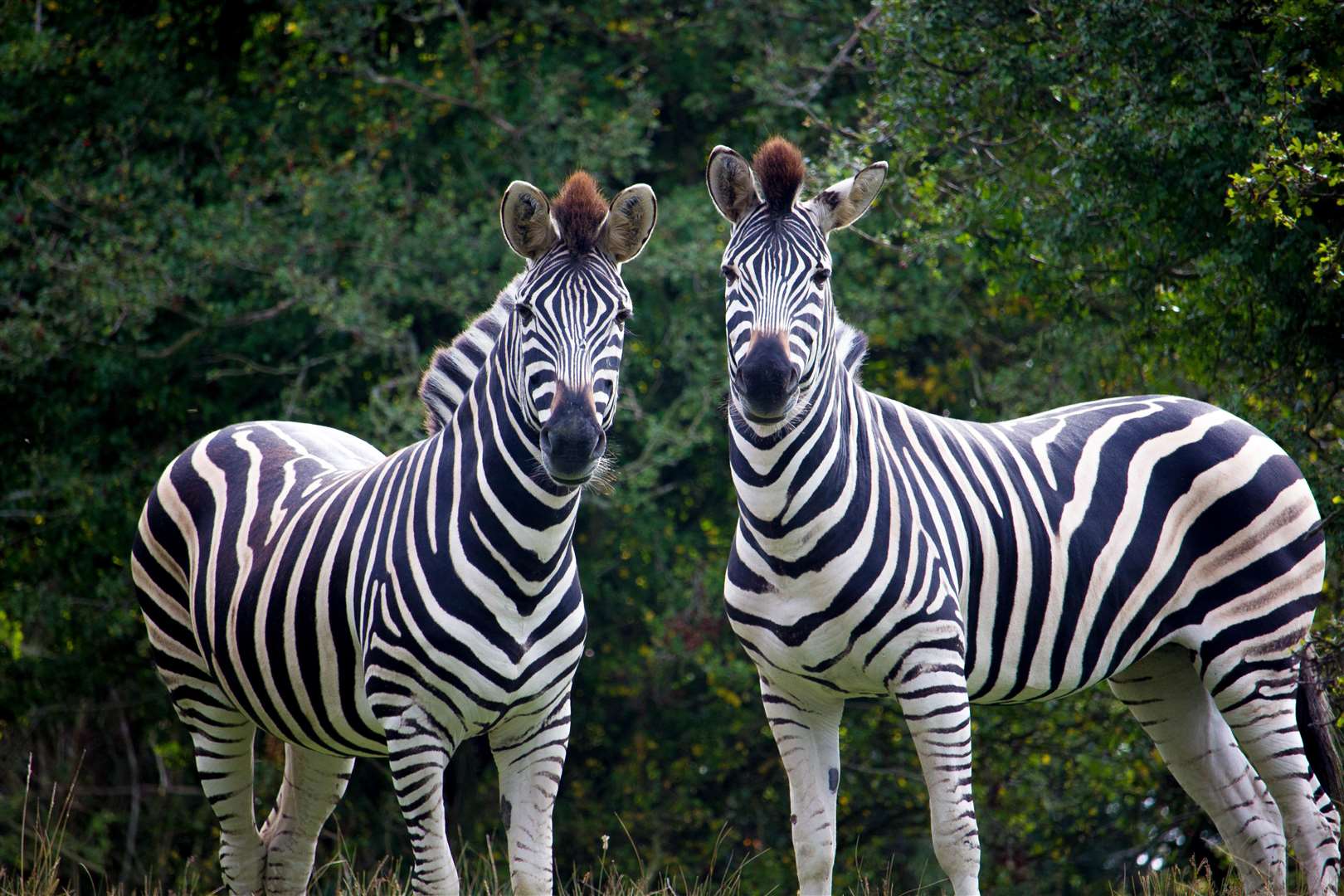 Zebra at Port Lympne