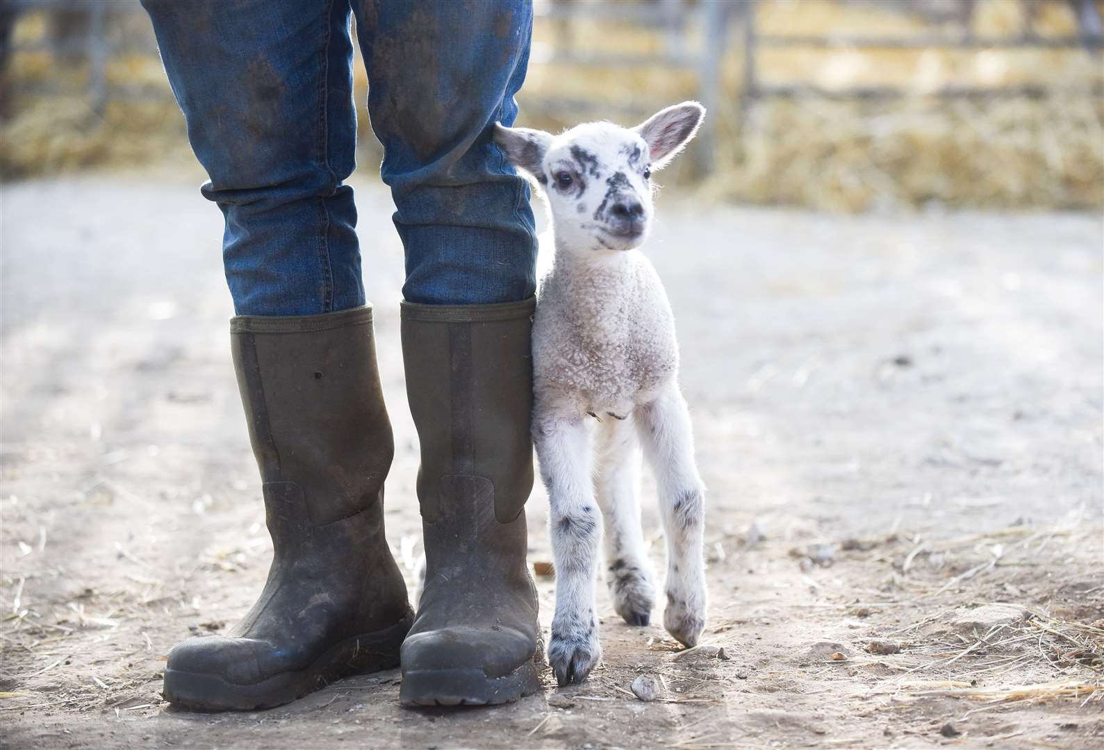 Farms will soon be in the midst of lambing season