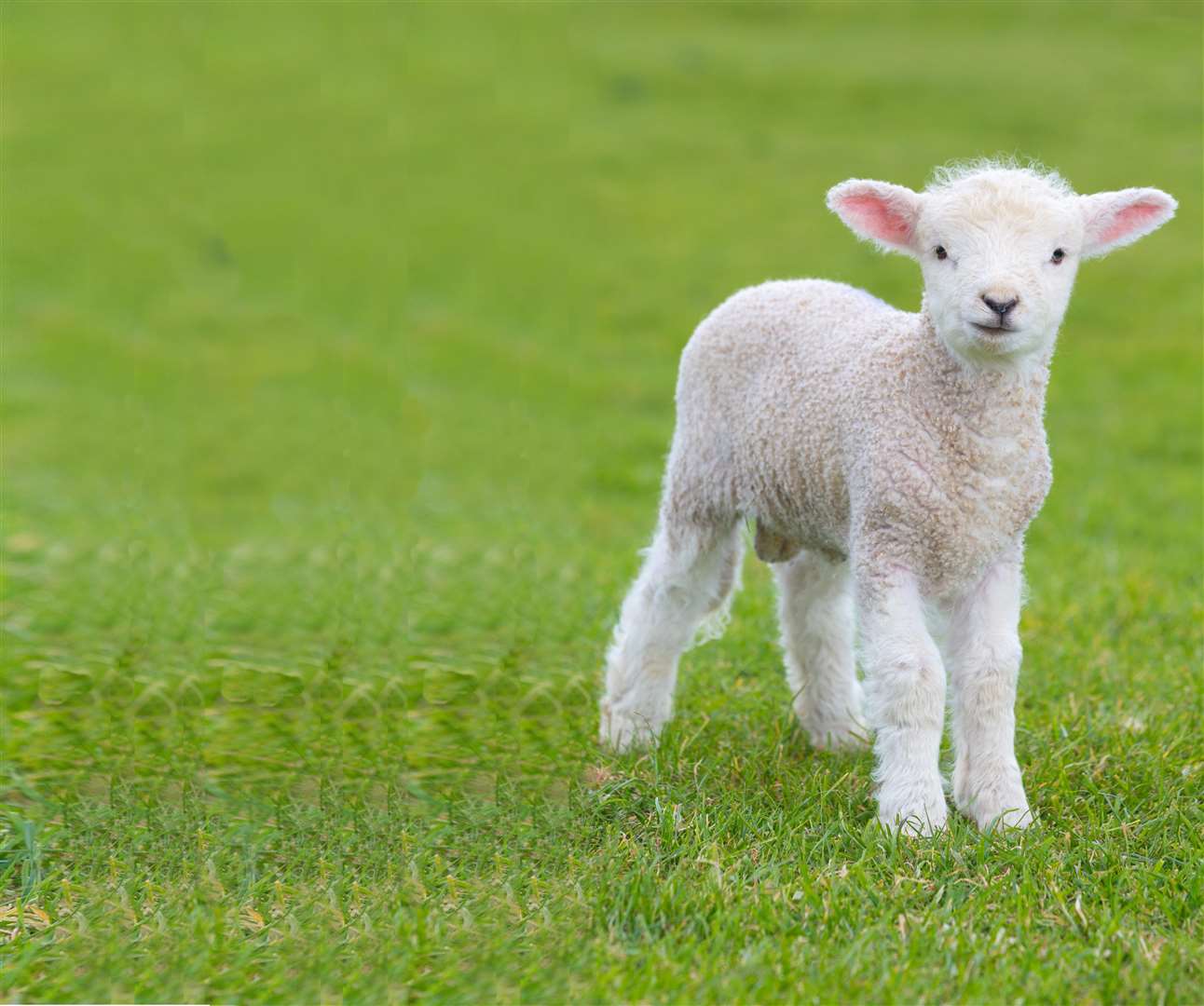 Take your family to a lambing event in Kent