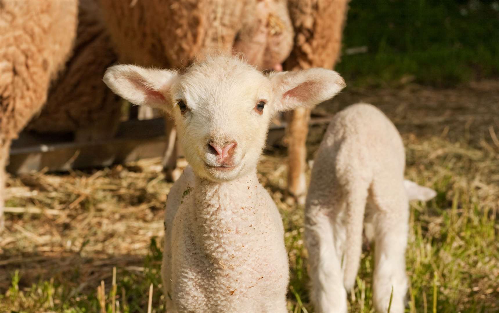 You can see lambs this weekend