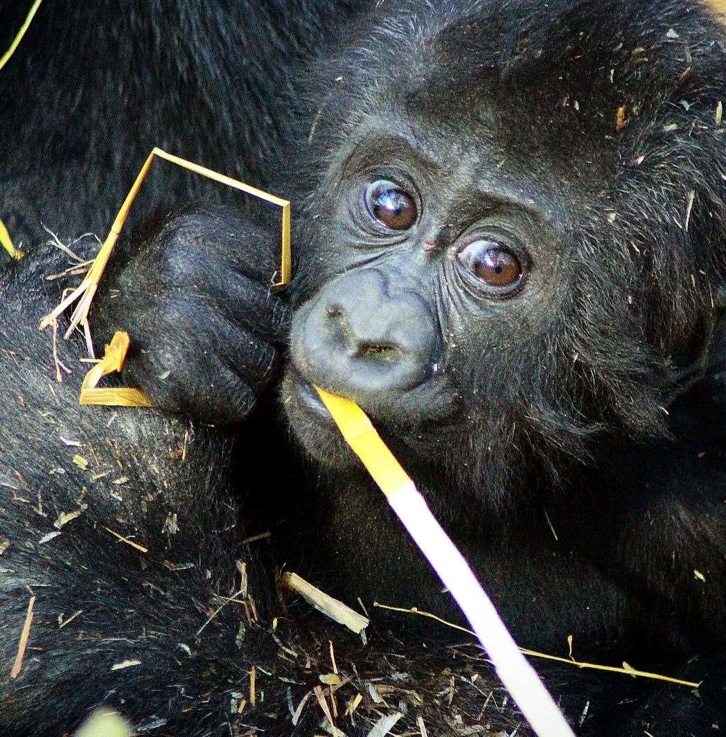 Louango, a baby gorilla at Port Lymnpe, is celebrating his first birthday